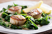 Sauteed scallops on spinach (close up)