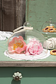 Peonies under glass cover with lace ribbon