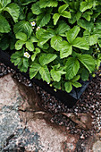 Flowering strawberry plants in raised bed on rocky ground