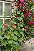 Hollyhocks and climbing rose against house façade