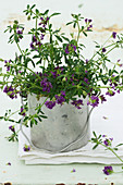 Purple-flowering alfalfa (Medicago sativa) planted in metal bucket