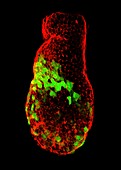 Mouse embryo head development, fluorescence micrograph