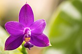 Moth Orchid (Phalaenopsis sp.)