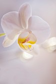 Orchid (Phalaenopsis rothschildiana)