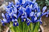 Iris reticulata 'Joyce'