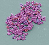 Neisseria gonorrhoeae bacteria, SEM