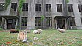 Rabbits in ruins of WW2 mustard gas factory, Japan