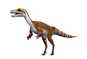 Sinosauropteryx dinosaur, illustration