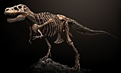 Tyrannosaurus dinosaur skeleton, illustration