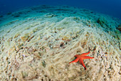 Hacelia starfish and algal growth