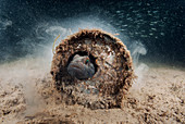 Fish sheltering in marine waste