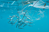 Fish with plastic waste floating in the sea