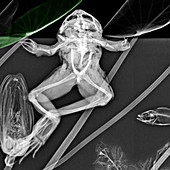 Frog with aquatic plants, X-ray