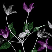 Bird in clematis, X-ray