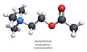 Acetylcholine neurotransmitter, molecular model
