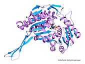 Aldehyde dehydrogenase enzyme structure