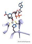 Active site of alcohol dehydrogenase enzyme