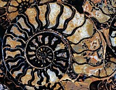 Polished ammonite fossil