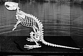 Beaver skeleton