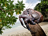 Coconut crab, Indonesia