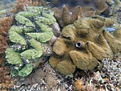 Giant clams on reef, Indonesia