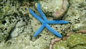 Blue starfish, Indonesia