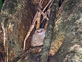 Spectral tarsier in a tree