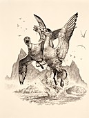 Ichthyornis prehistoric birds, illustration