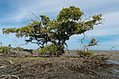 Red mangrove tree