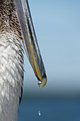 Brown pelican removing saltwater