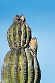 American kestrel perching on a cactus