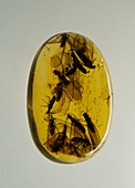 Flying ants trapped in amber