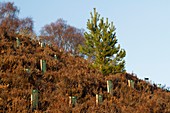 Restoring Scottish woodlands