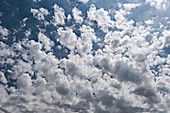Altocumulus floccus clouds