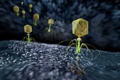 Bacteriophages, illustration