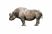 Elasmotherium caucasicum rhinoceros, illustration