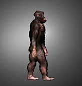 Australopithecus garhi male, illustration