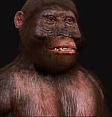 Australopithecus garhi male, illustration