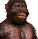 Australopithecus garhi male, illustration