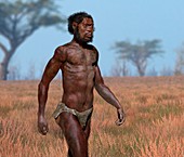 Homo sapiens idaltu male, illustration