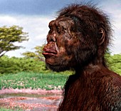 Homo naledi female, illustration