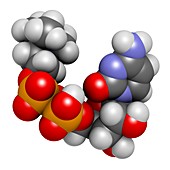 Citicoline molecule