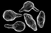 Mycoplasma genitalium bacteria, illustration