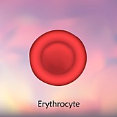 Erythrocyte red blood cell, illustration