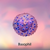 Basophil white blood cell, illustration