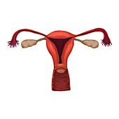 Human uterus, illustration