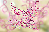 Lyme disease bacteria, illustration