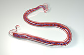 Loa loa parasitic worm, illustration