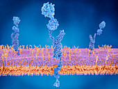 Amyloid precursor protein at cell membrane, illustration