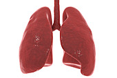 Human lungs, illustration